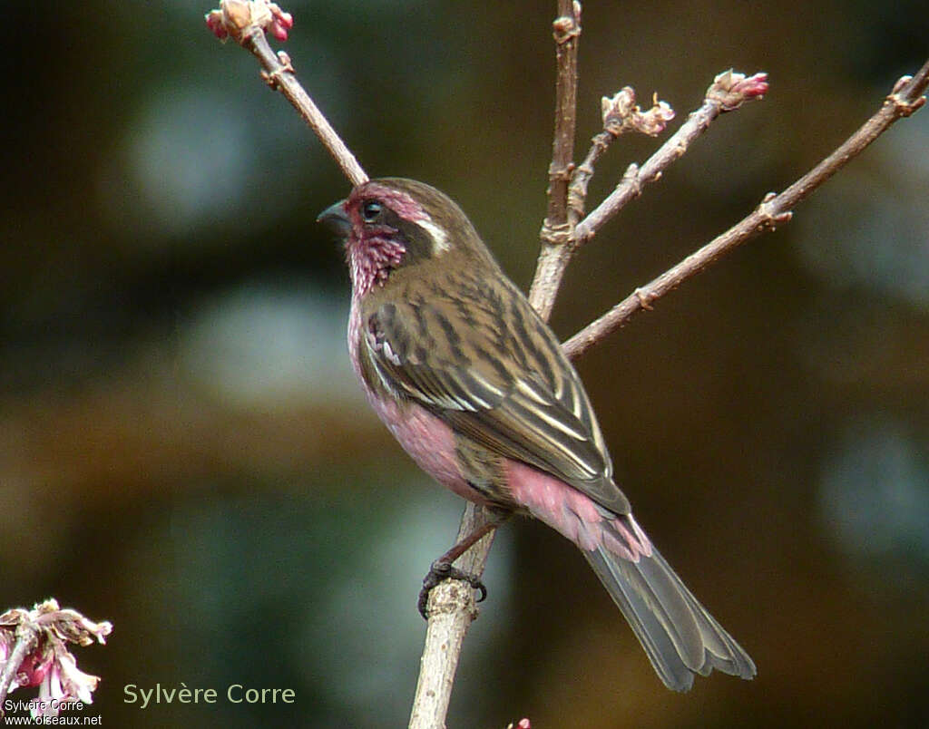 Roselin de Thura mâle adulte, identification