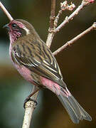 Himalayan White-browed Rosefinch