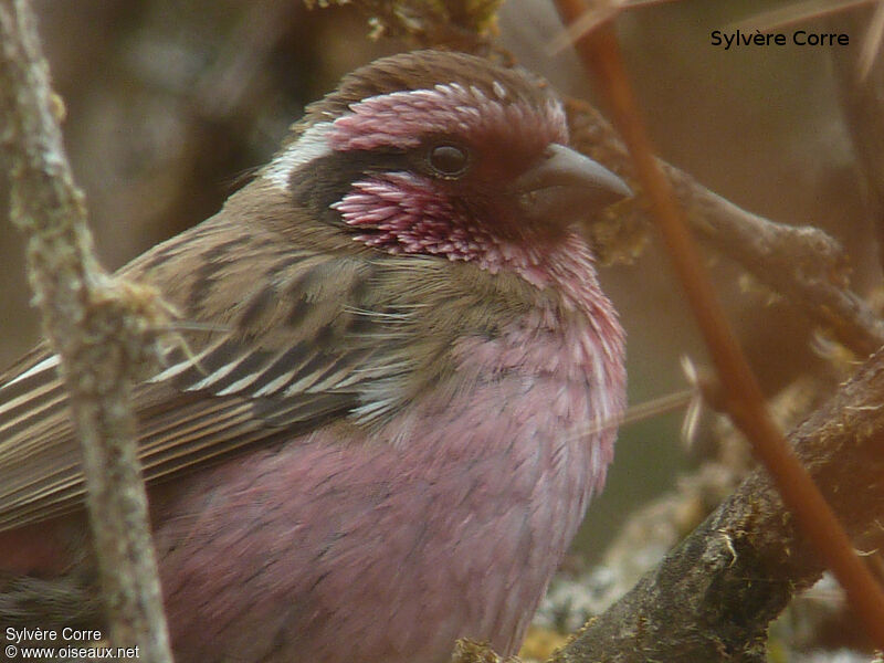 Himalayan White-browed Rosefinch male adult