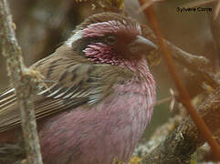 Himalayan White-browed Rosefinch