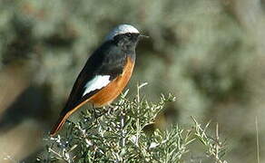 Güldenstädt's Redstart