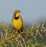 Yellow-throated Longclaw