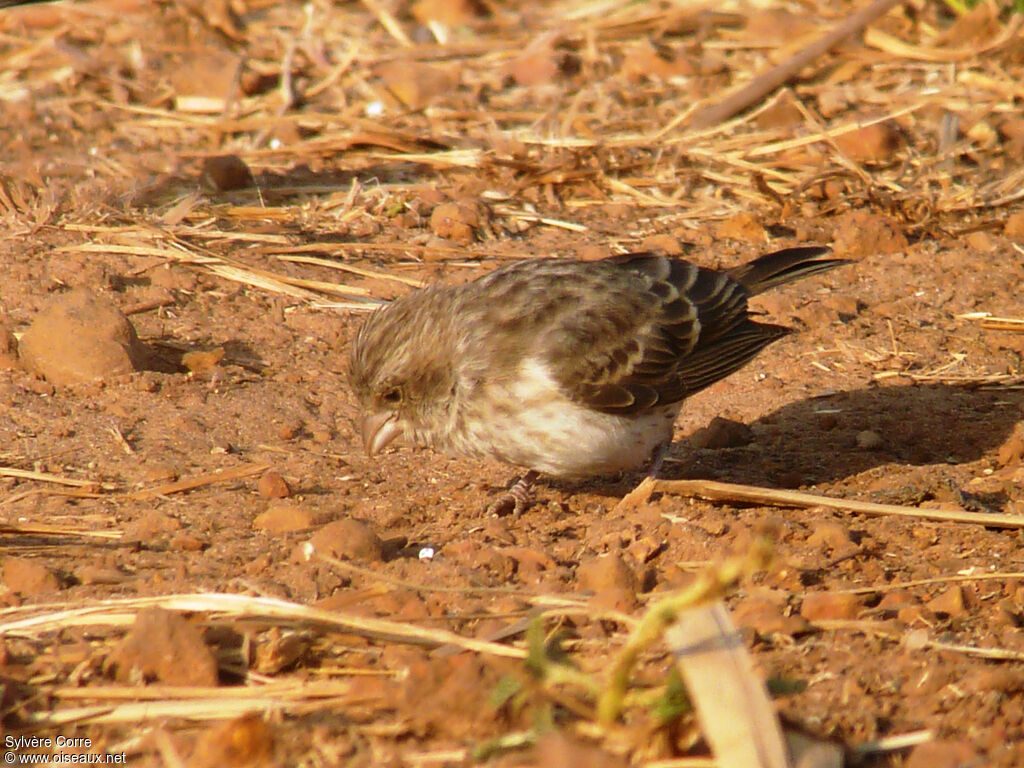 Serin à croupion blanc