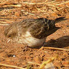 Serin à croupion blanc