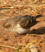 White-rumped Seedeater