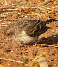 Serin à croupion blanc