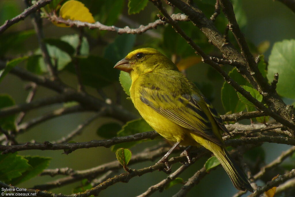 Brimstone Canary