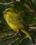 Brimstone Canary