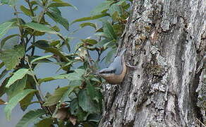 White-tailed Nuthatch