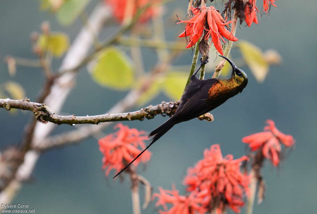 Bronzy Sunbird male adult, eats