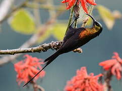 Bronzy Sunbird