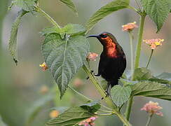 Copper Sunbird