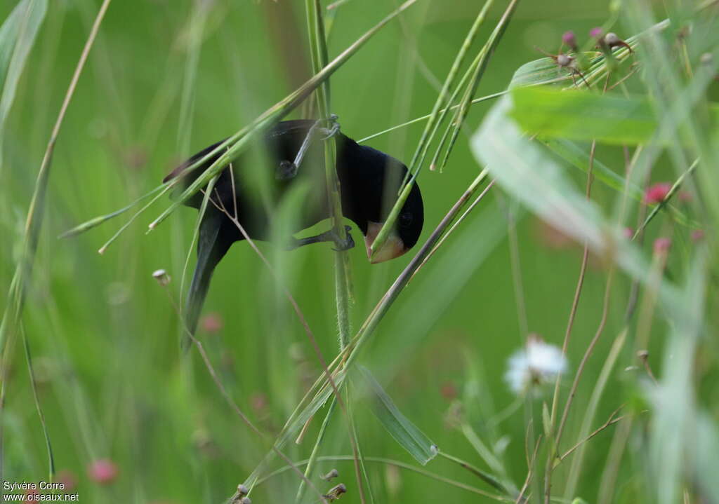 Sporophile de Nutting mâle adulte, habitat, mange