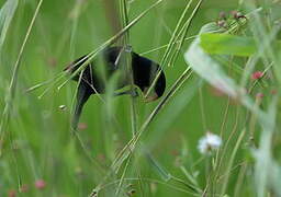 Nicaraguan Seed Finch