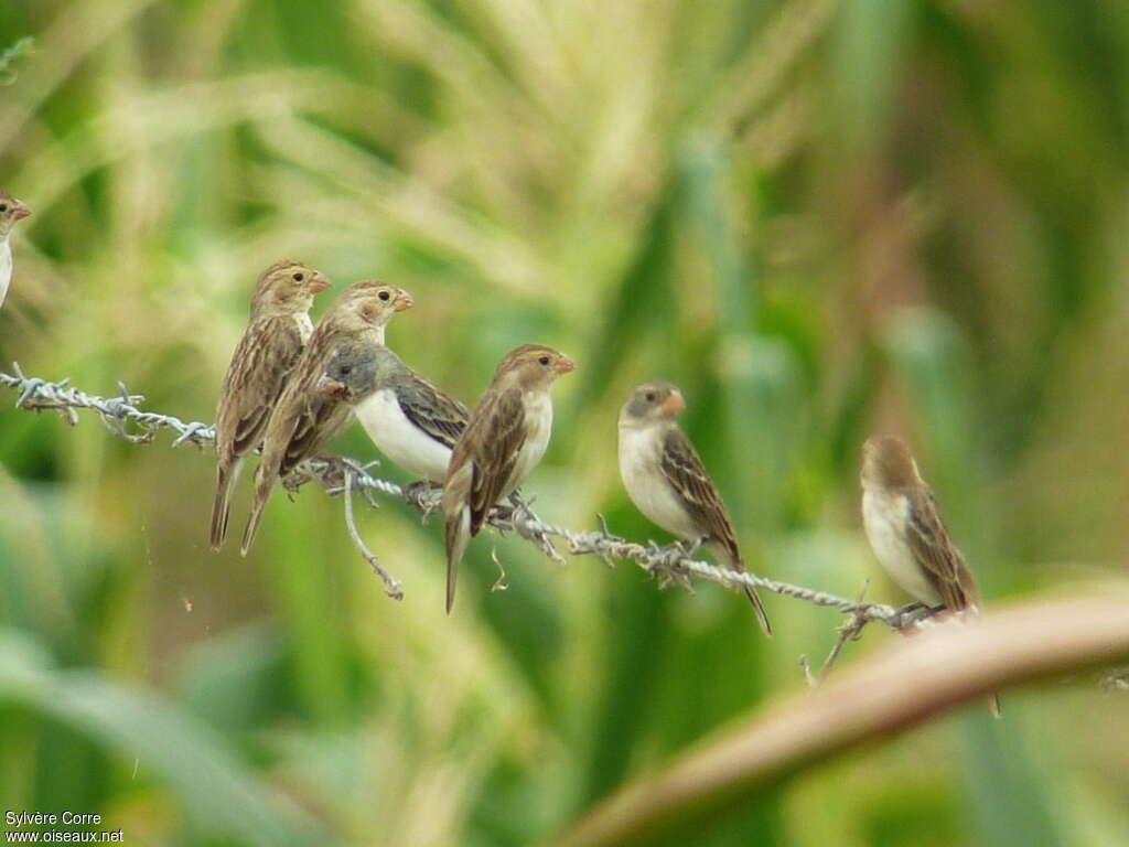 Chestnut-throated Seedeater, pigmentation, Behaviour