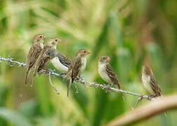 Chestnut-throated Seedeater