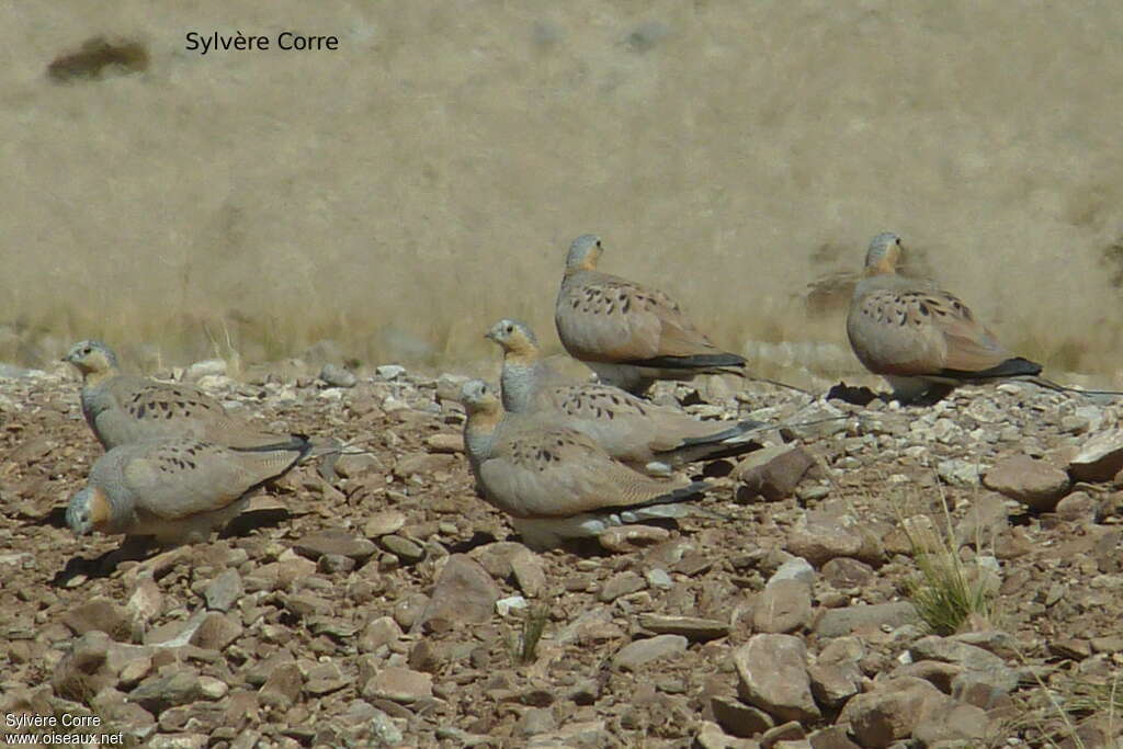 Tibetan Sandgrouseadult