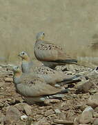 Tibetan Sandgrouse