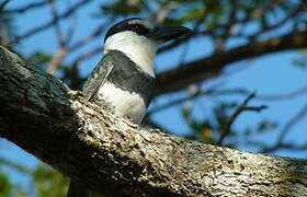 White-necked Puffbird