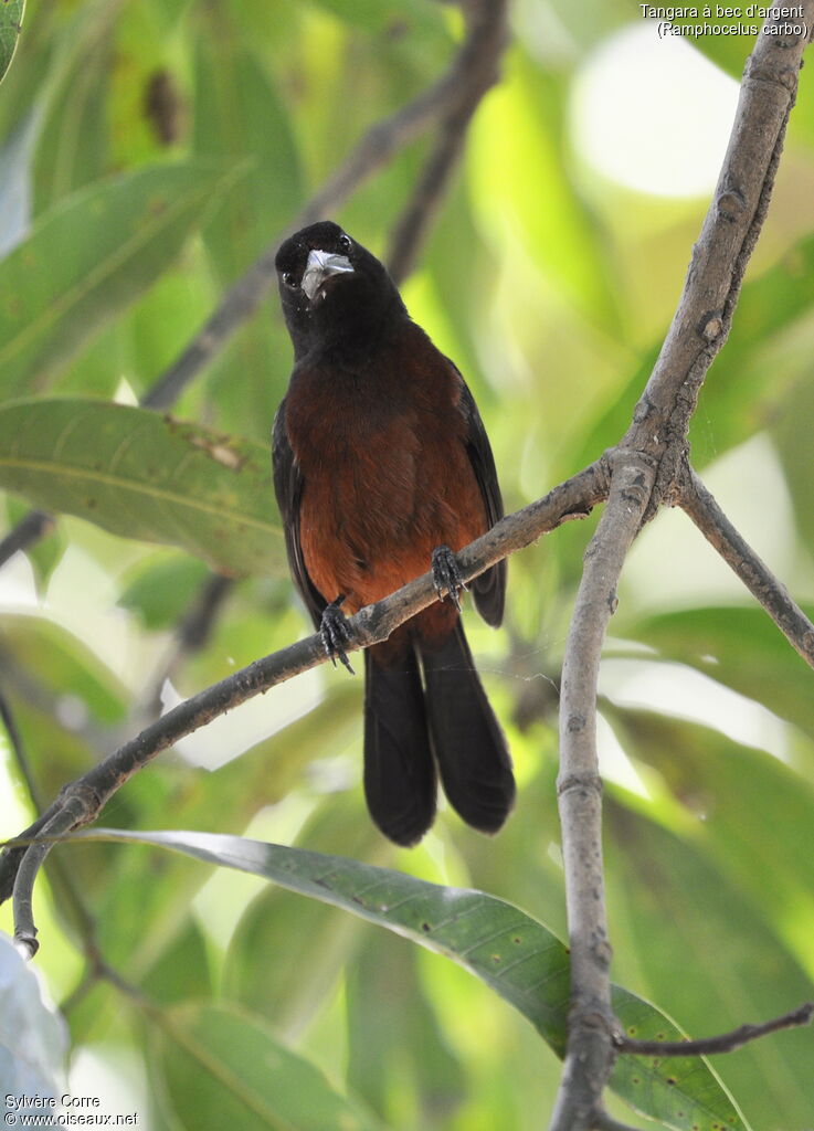 Silver-beaked Tanager female adult