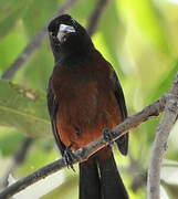 Silver-beaked Tanager