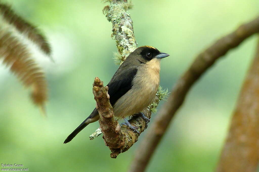 Black-goggled Tanager male adult, identification