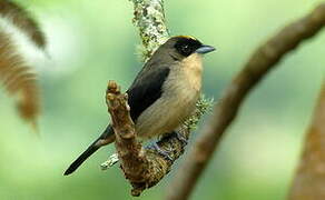 Black-goggled Tanager