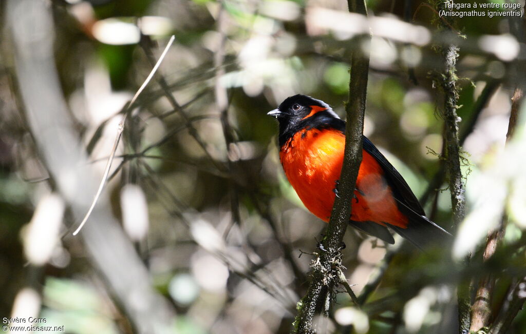 Scarlet-bellied Mountain Tanageradult