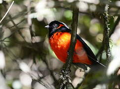 Scarlet-bellied Mountain Tanager