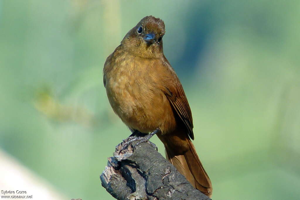 Ruby-crowned Tanager female adult