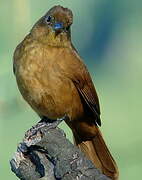 Ruby-crowned Tanager