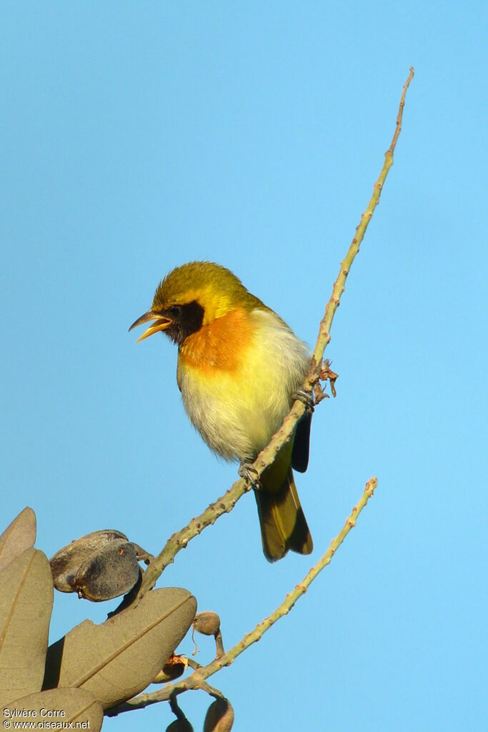 Guira Tanager male adult