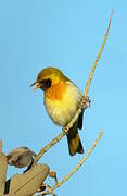 Guira Tanager