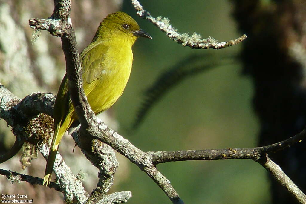 Tangara viréonadulte