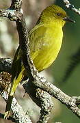 Olive-green Tanager