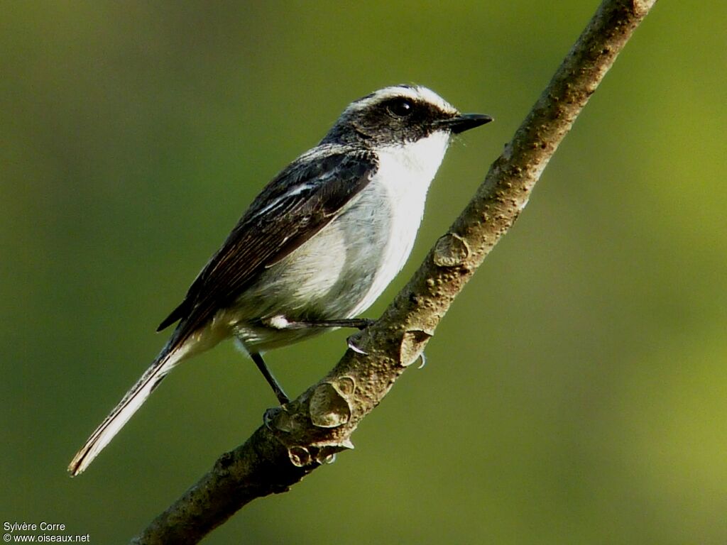 Grey Bush Chat male