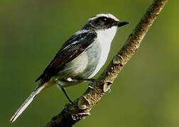 Grey Bush Chat