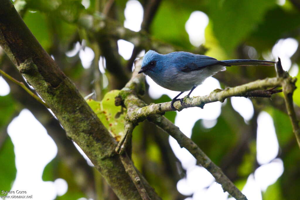 African Blue Flycatcheradult