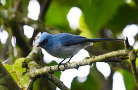 African Blue Flycatcher