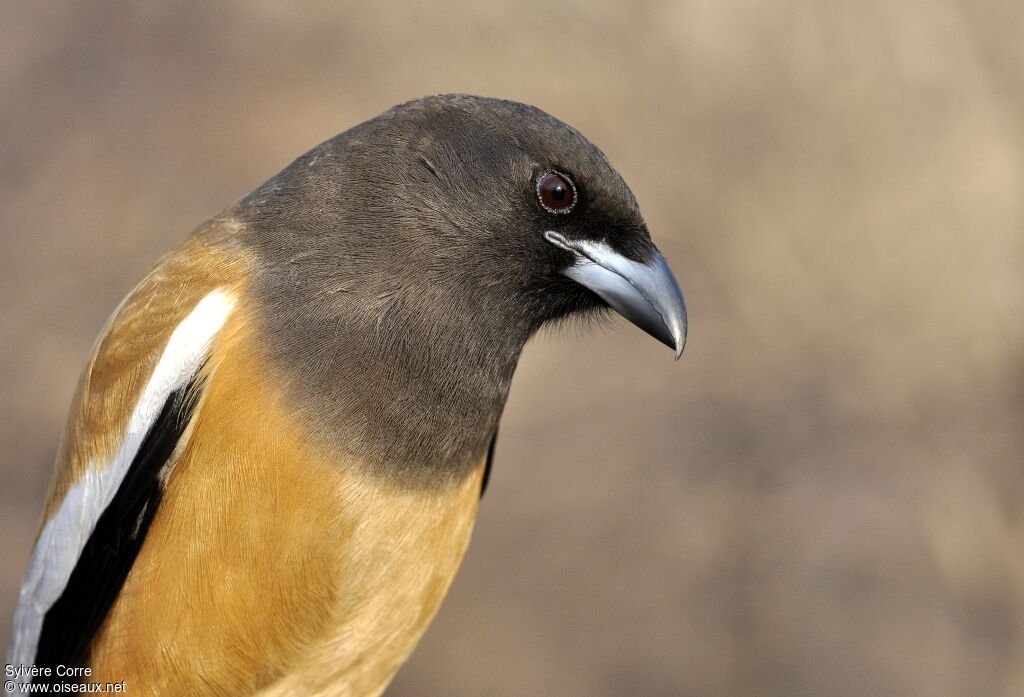 Rufous Treepieadult