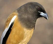 Rufous Treepie