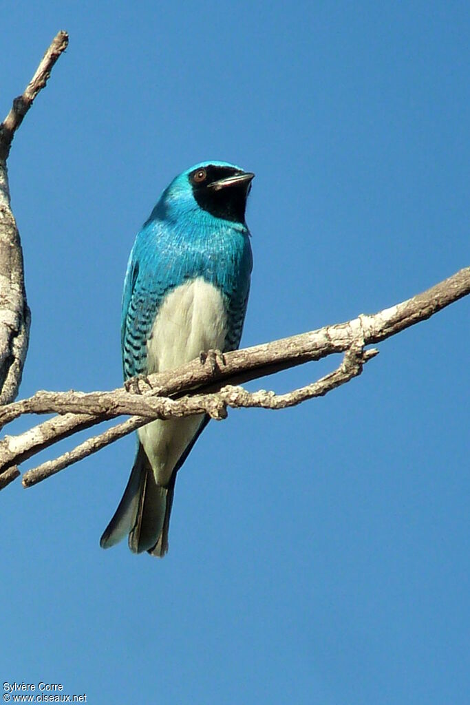 Swallow Tanager male adult