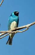 Swallow Tanager