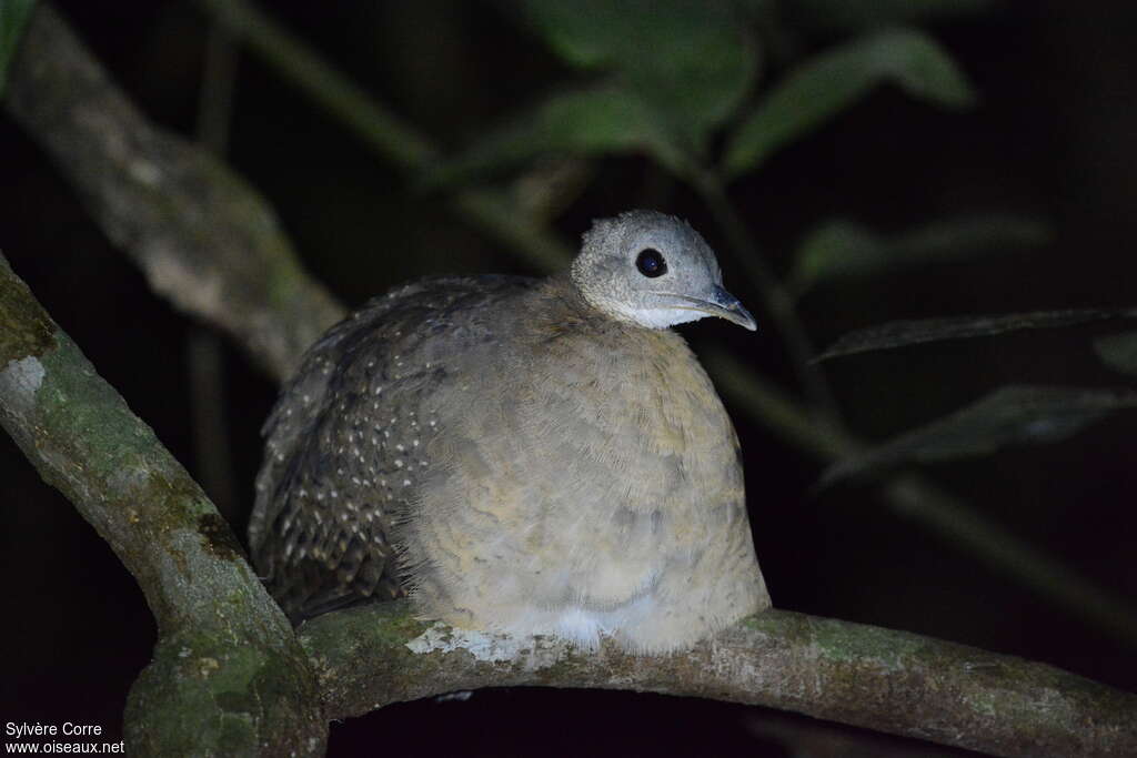 Tinamou à gorge blanche, identification