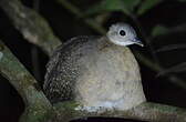 Tinamou à gorge blanche