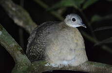 Tinamou à gorge blanche