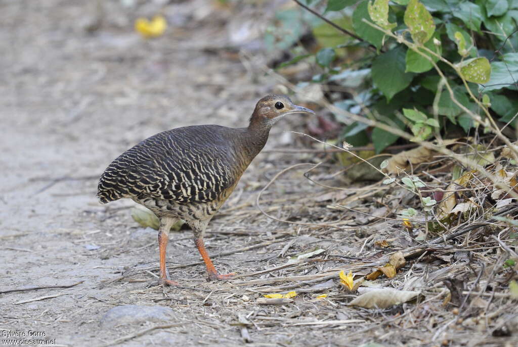 Thicket Tinamou, identification