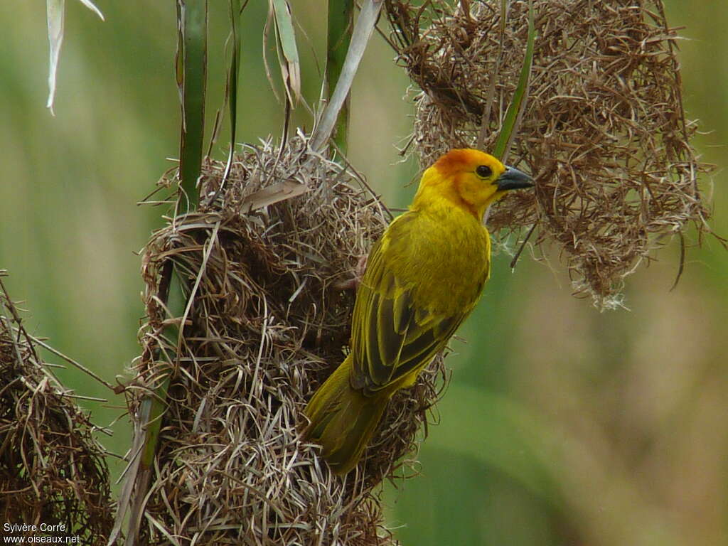 Taveta Weaver male adult breeding, pigmentation, Reproduction-nesting