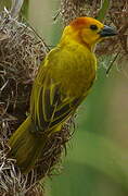 Taveta Weaver