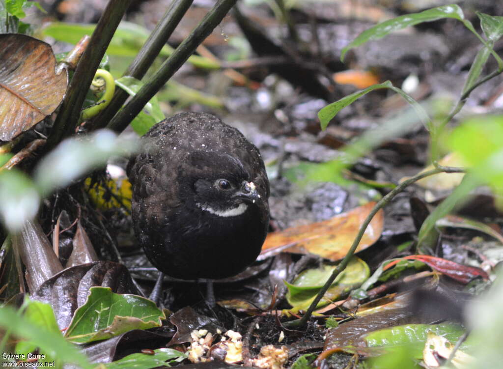 Black-breasted Wood Quailadult